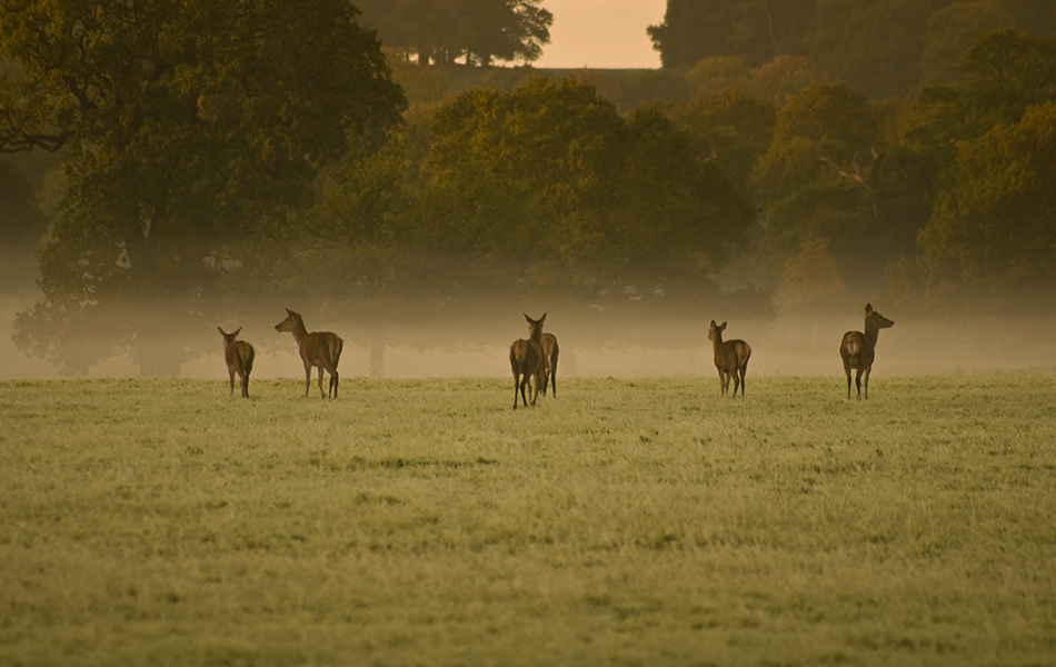 Windsor Great Park